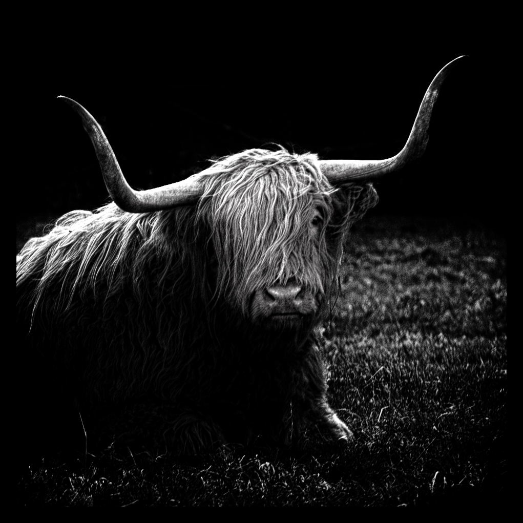 Montre moi tes cornes